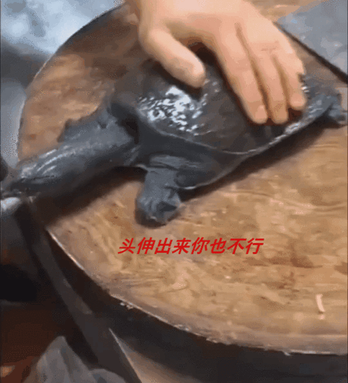 搞笑gif动图:美女一开口就是王炸,就问你们怕不怕