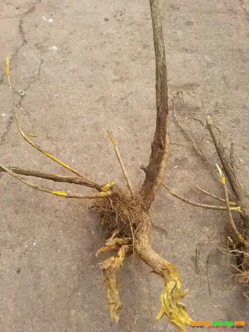 野生的刺黄连(三棵针)