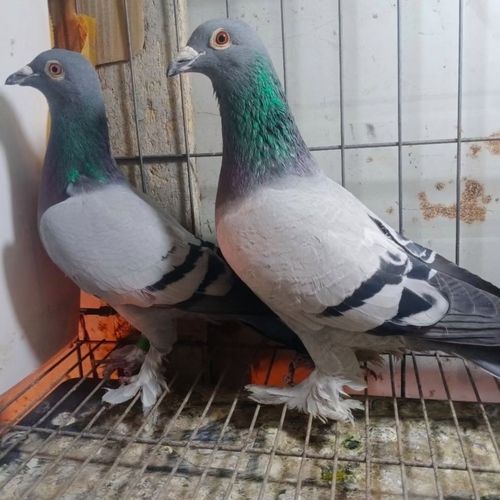 电脑戈马力大毛脚种鸽