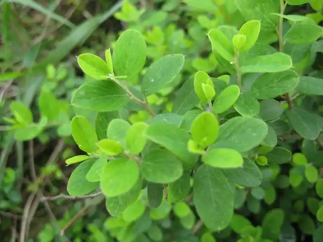 栓皮结实,黑褐色或棕褐色,有网状裂隙及纵皱.