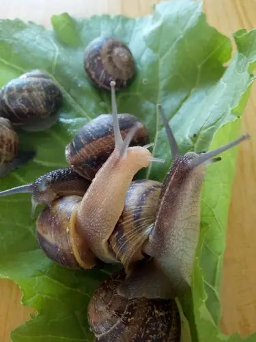 法国散大蜗牛,生长在法国,丹麦等西欧国家的西部山区,葡萄树下自然