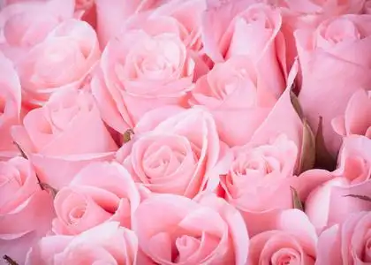 玫瑰花复古图片