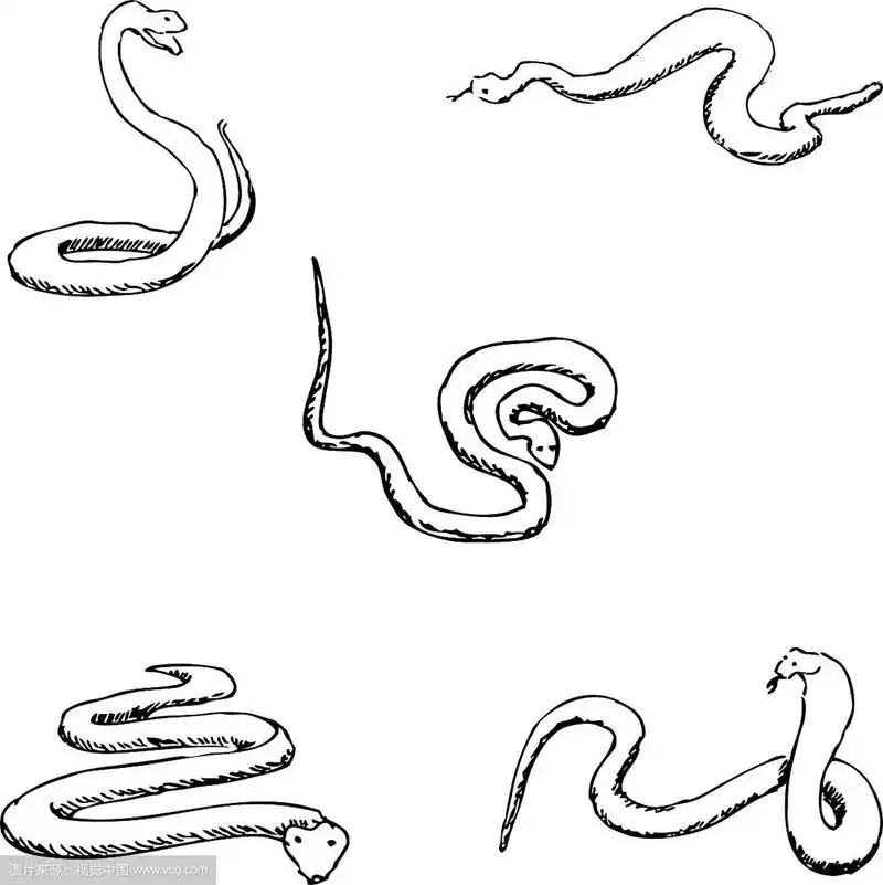 蛇手绘素描铅笔画
