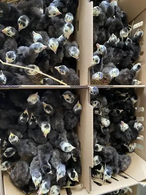 贝蒂娜火鸡苗包邮包做好疫苗