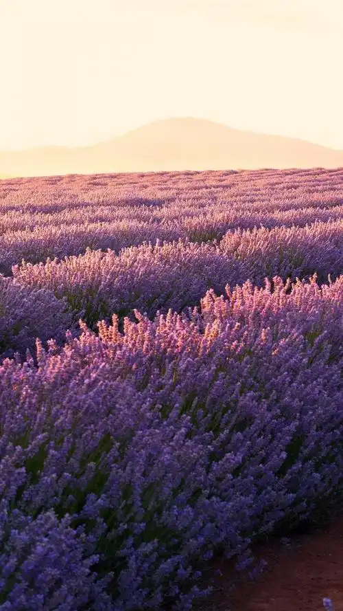 欣赏小清新薰衣草花海,高清图片,手机壁纸