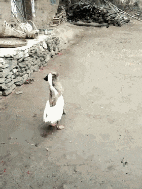 小狗挑战大鹅,网友看后哭笑不得:不知死活,对方可是农村一霸!