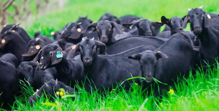 喝"山泉水"长大的沁水黑山羊