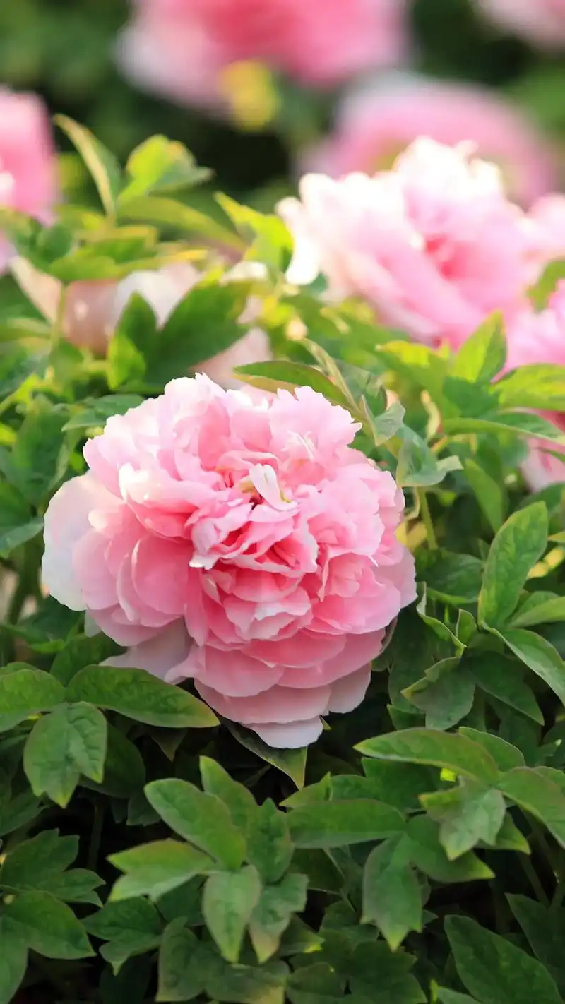 贵妃插翠 #洛阳牡丹甲天下 #牡丹花开 #国色天香牡丹花  - 抖音