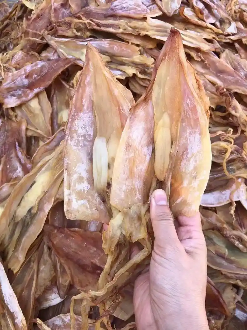 今年最新鱿鱼母