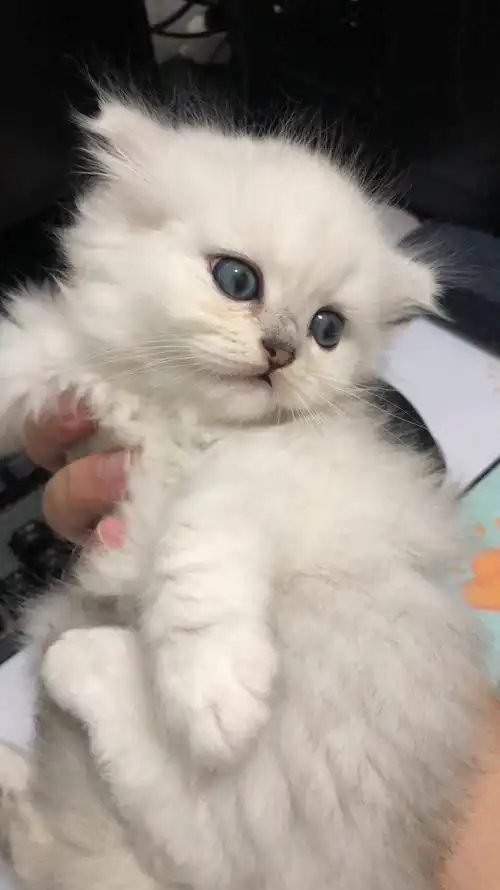 两个月金吉拉猫咪找主人拉