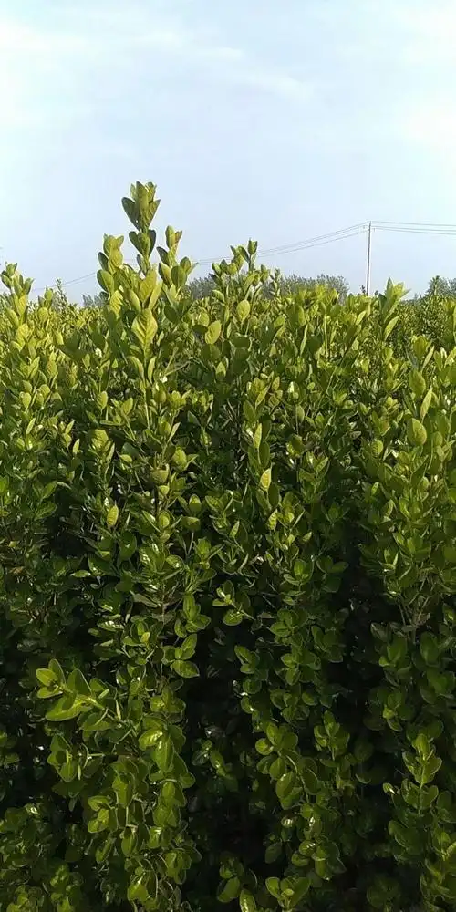 出售大量北海道黄杨