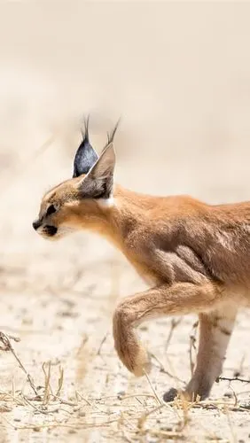 iphone 壁纸 野猫,散步