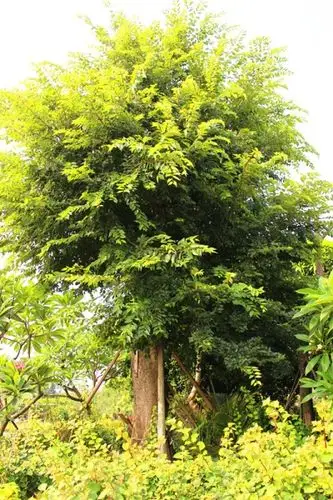 朴树(大叶相思)