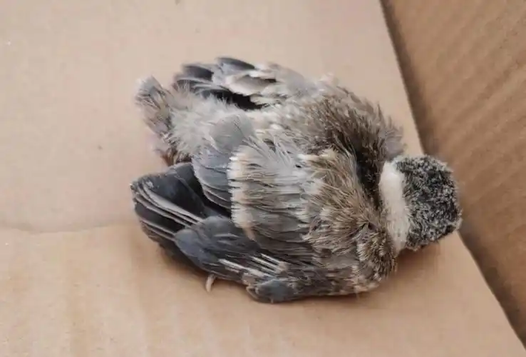 南京求助领养灰喜鹊雏鸟