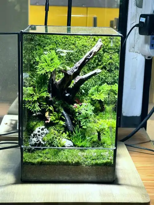 定制款开门玻璃容器#苔藓微景观  #晒晒我的桌面  #苔藓  #景观设计