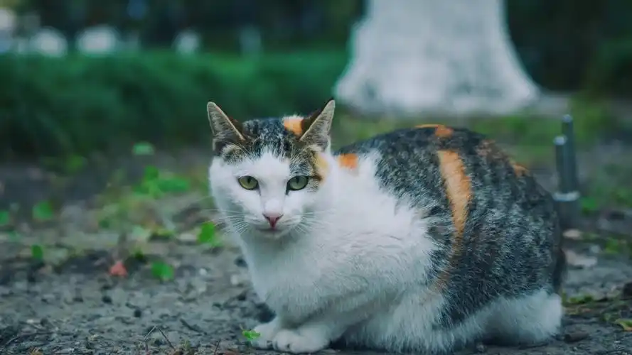 猫壁纸【642】壁纸是一款电脑壁纸,属于动物分类,猫壁