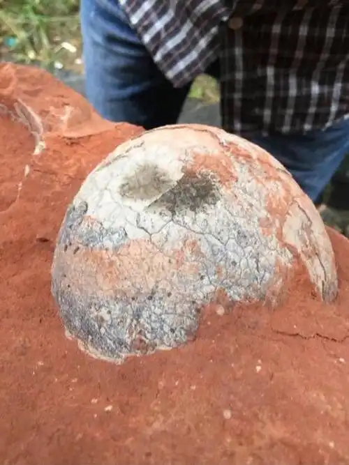 恐龙蛋内部你见过吗蛋清如同水晶