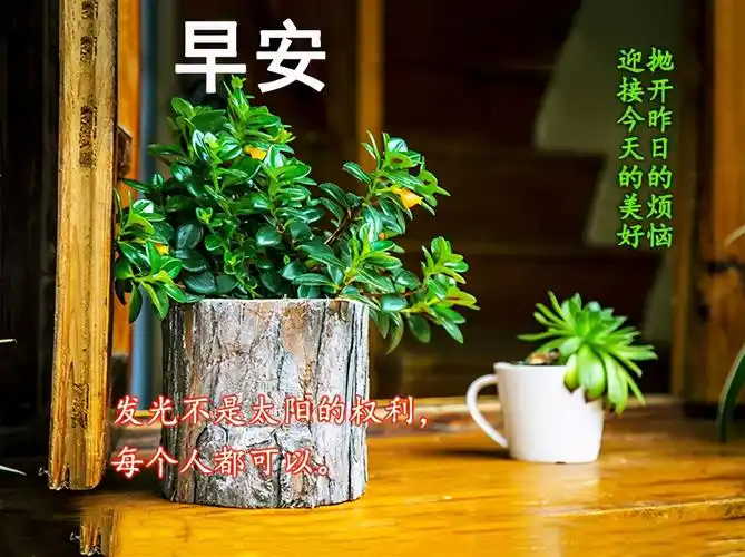 早安图片鲜花(鲜花图片大全)