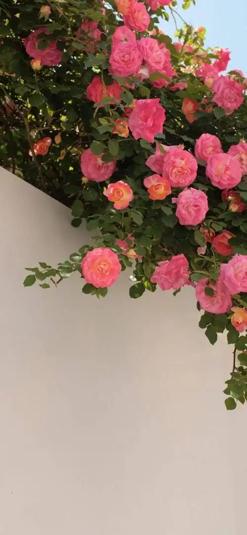 唯美小清新壁纸 | 夏天用的清爽壁纸