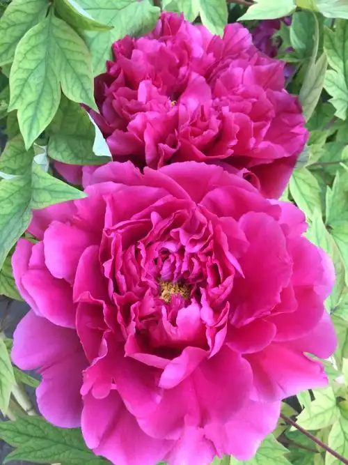 景山公园牡丹花盛开,太漂亮了!