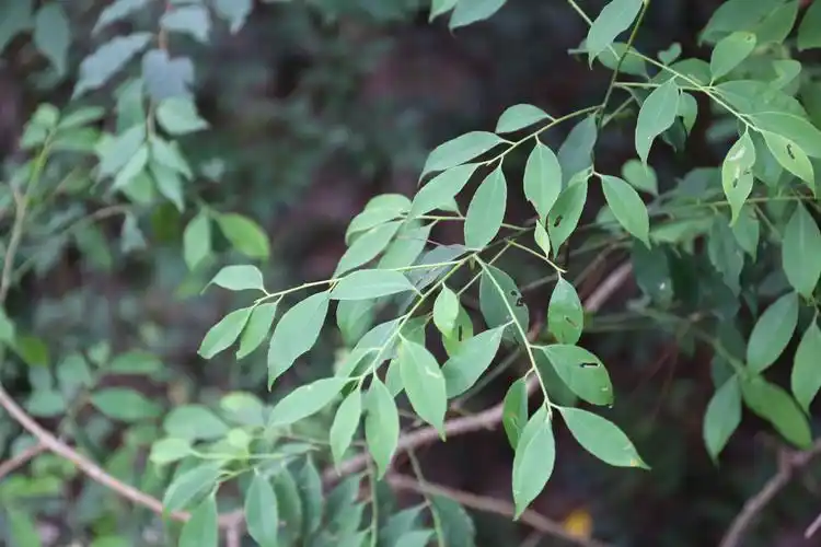 庆元植物1229冬青科冬青属榕叶冬青