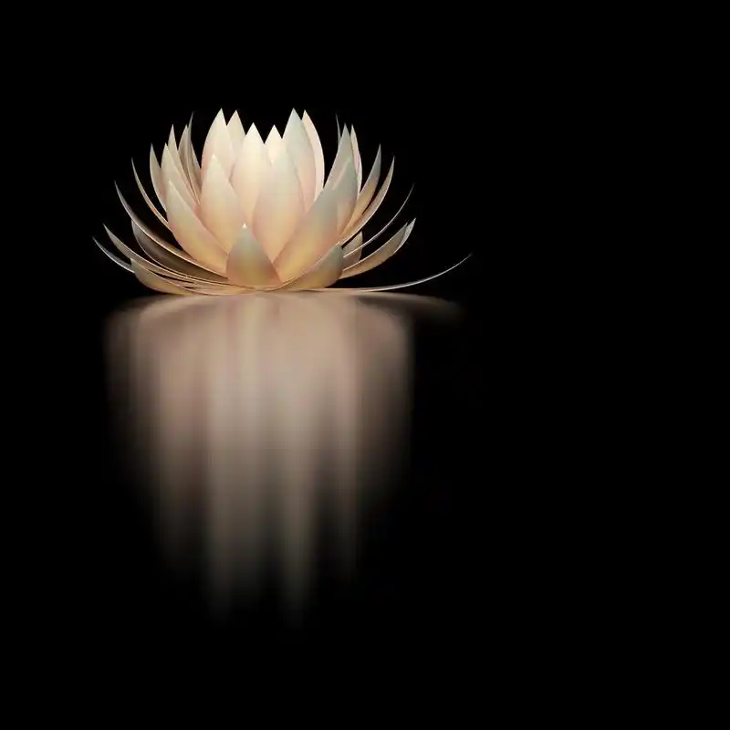 莲花,黑色背景上的莲花