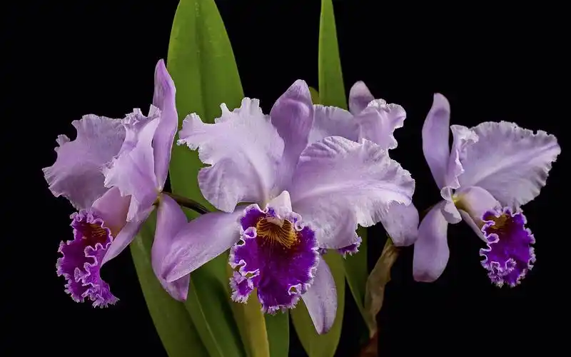 壁纸 紫色兰花,黑背景 1920x1200 hd 高清壁纸, 图片, 照片