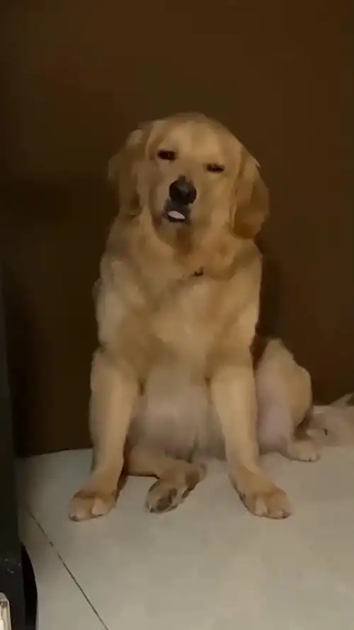 盘点宠物的搞笑瞬间,狗狗迷惑行为,被骂的像个老大爷-度小视