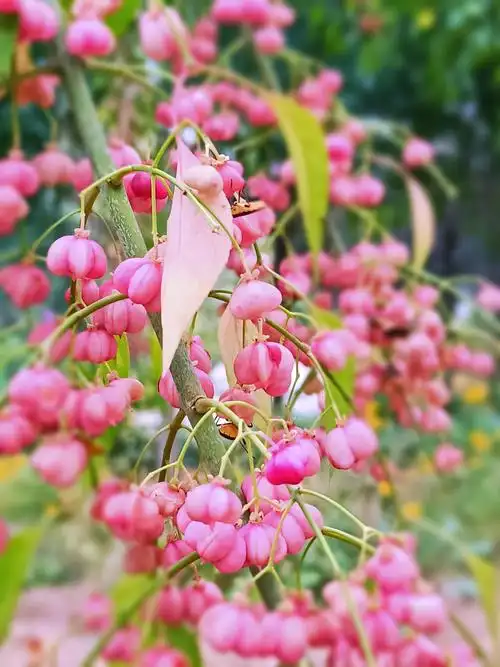 【随手拍】 白杜儿红了