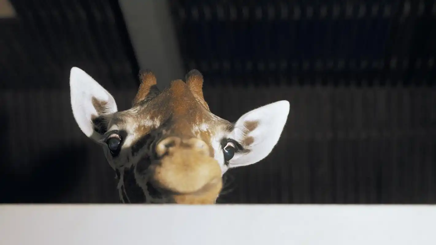 可爱卖萌的长颈鹿电脑壁纸第二辑,动物壁纸,可爱,搞笑,萌系,壁纸,1920