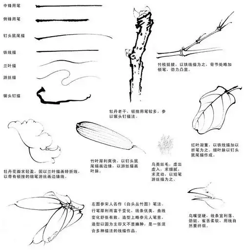 李晓明工笔牡丹技法解析