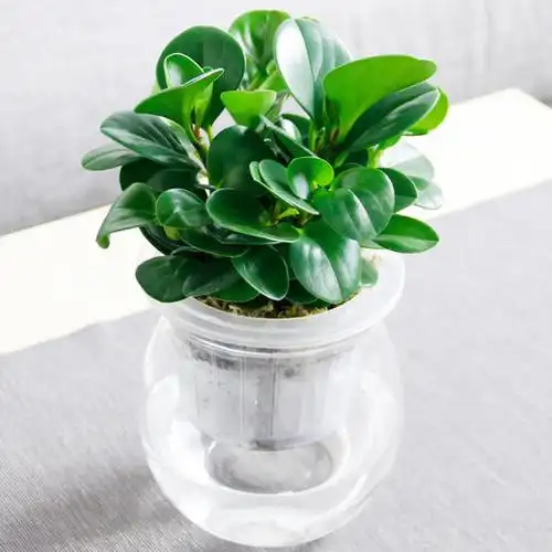 小绿萝红掌虎皮兰蟹爪兰观音竹水培系列绿植盆栽自动吸水懒人植物盆栽