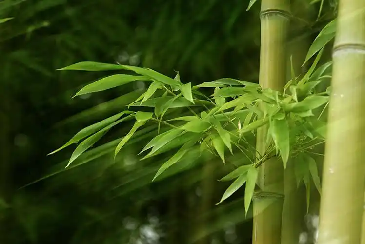 竹韵-"孔子故乡 中国山东"网络摄影大赛官方网站