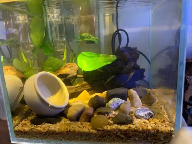 自制鱼缸角蛙缸造景