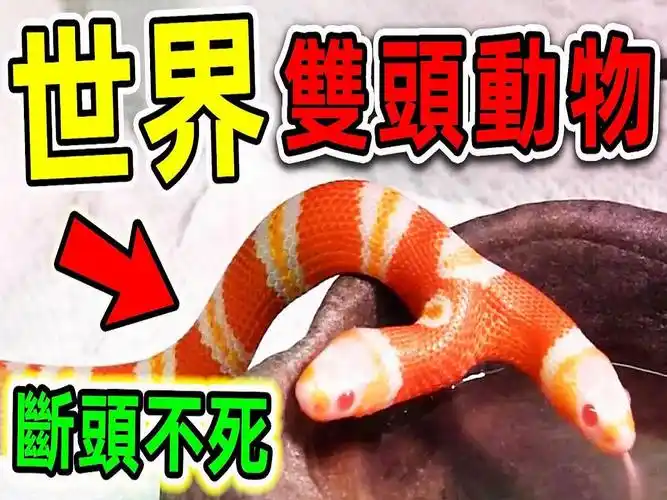 全世界最可怕的10种双头动物,脑袋断了还能再长一个,第一名连科学家都