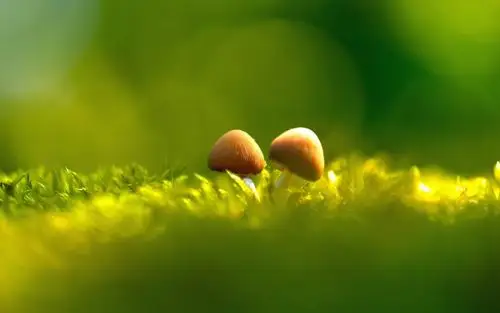 清新护眼小蘑菇桌面壁纸