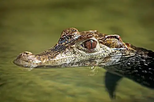 矮小,宽吻鳄,成年,水,头像,南美