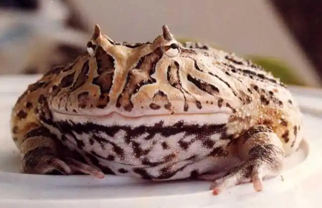 技术大全 养殖技术 特种养殖技术 林蛙养殖技术角蛙比较好养.