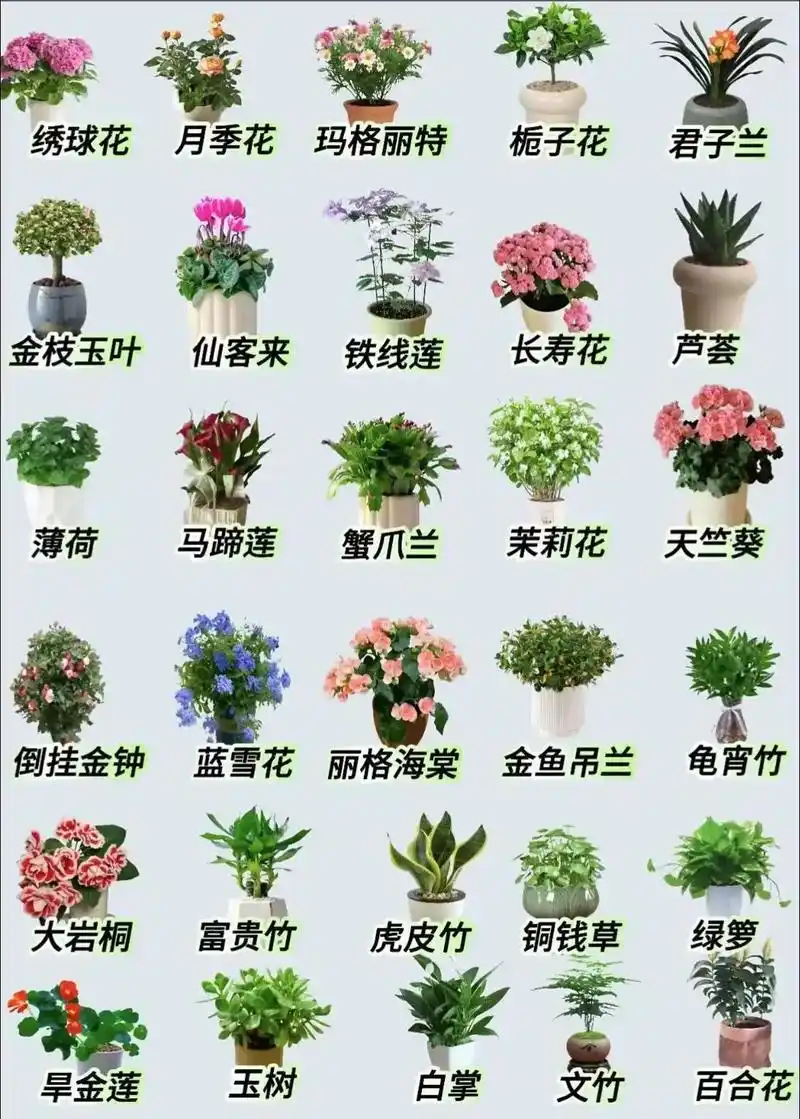 30种室内好养活的植物栽培清单.#绿植花卉 #养花小知识 #