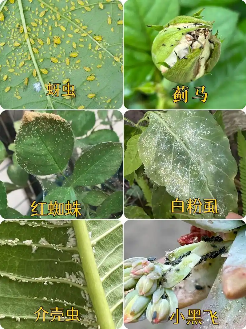 月季全年病虫防治指南～很多新手花友烦恼的是,喜欢月季,但是养 - 抖