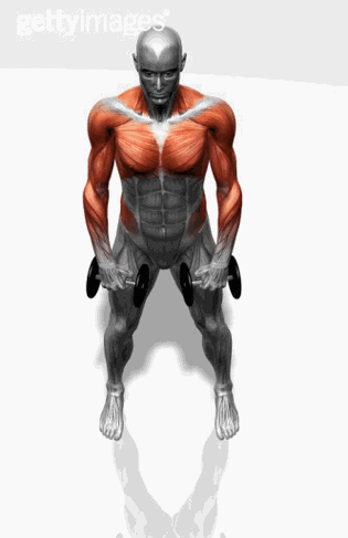 经典肌肉锻炼动态图gif 收藏必备啊