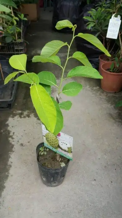 水果苗-(蜜桃释迦)40cm400元