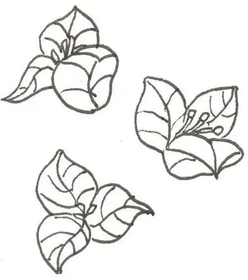 三角梅的简笔画怎么画三角梅的简笔画好看