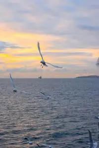 海鸥在海上日出时在天空中飞翔. 蓝色的大海,红色和黄色的天空.