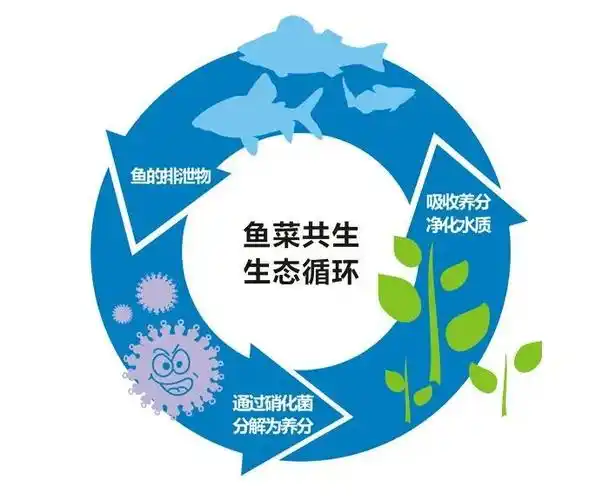 "鱼菜共生"科技助力练塘农业发展