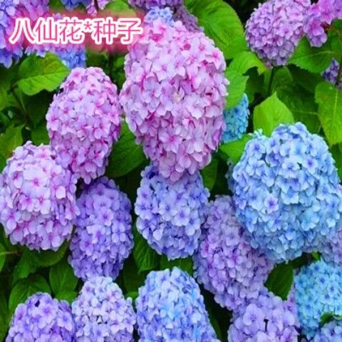 绣球花种子多年生草本植物四季易种花期长八仙花洋绣球天竺葵花籽
