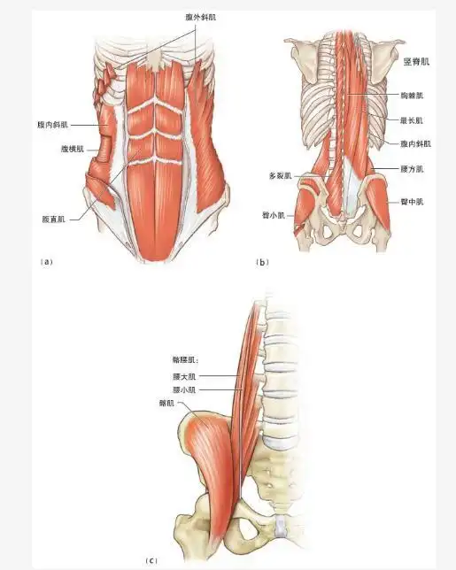 瑜伽什么体式可以锻炼核心肌群? – 瑜伽网