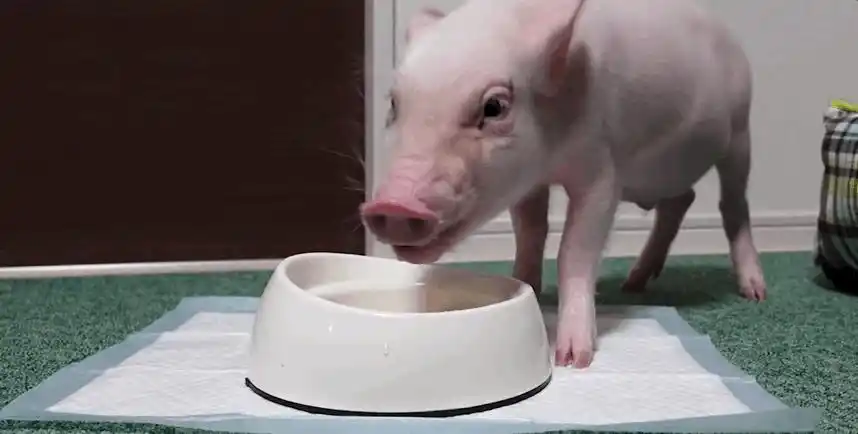 宠物|小动物|萌宠_网易订阅