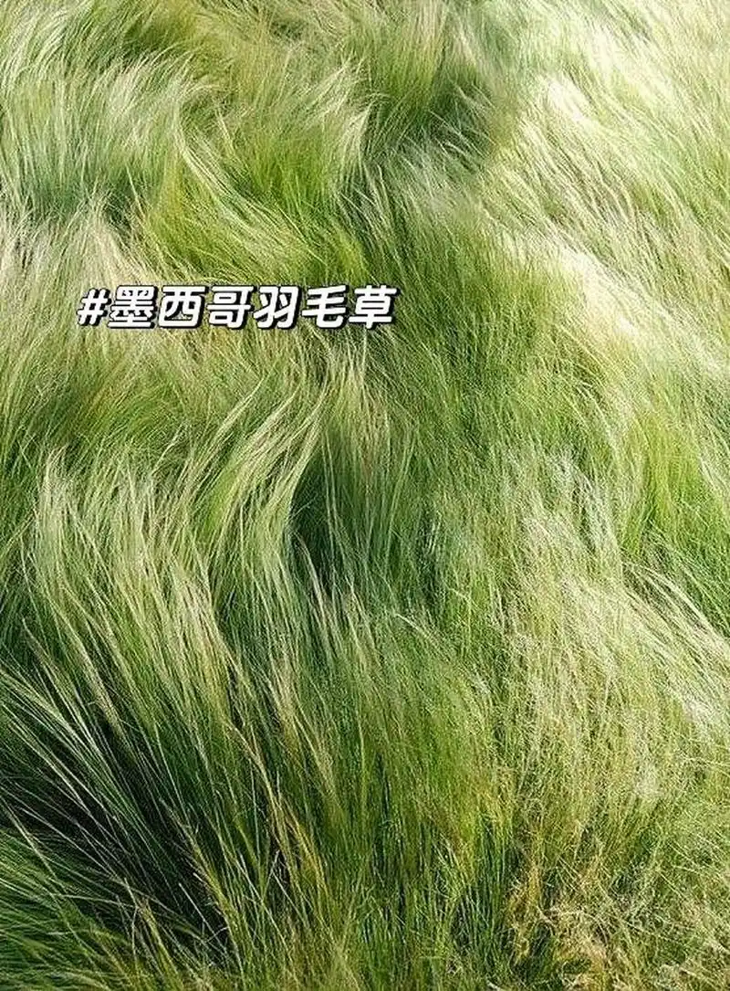今日分享|墨西哥羽毛草 墨西哥羽毛草又叫细茎针茅  学名:stipa