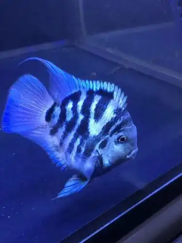 鱼友分享宝蓝迷你鹦鹉鱼饲养发色要点…_混养